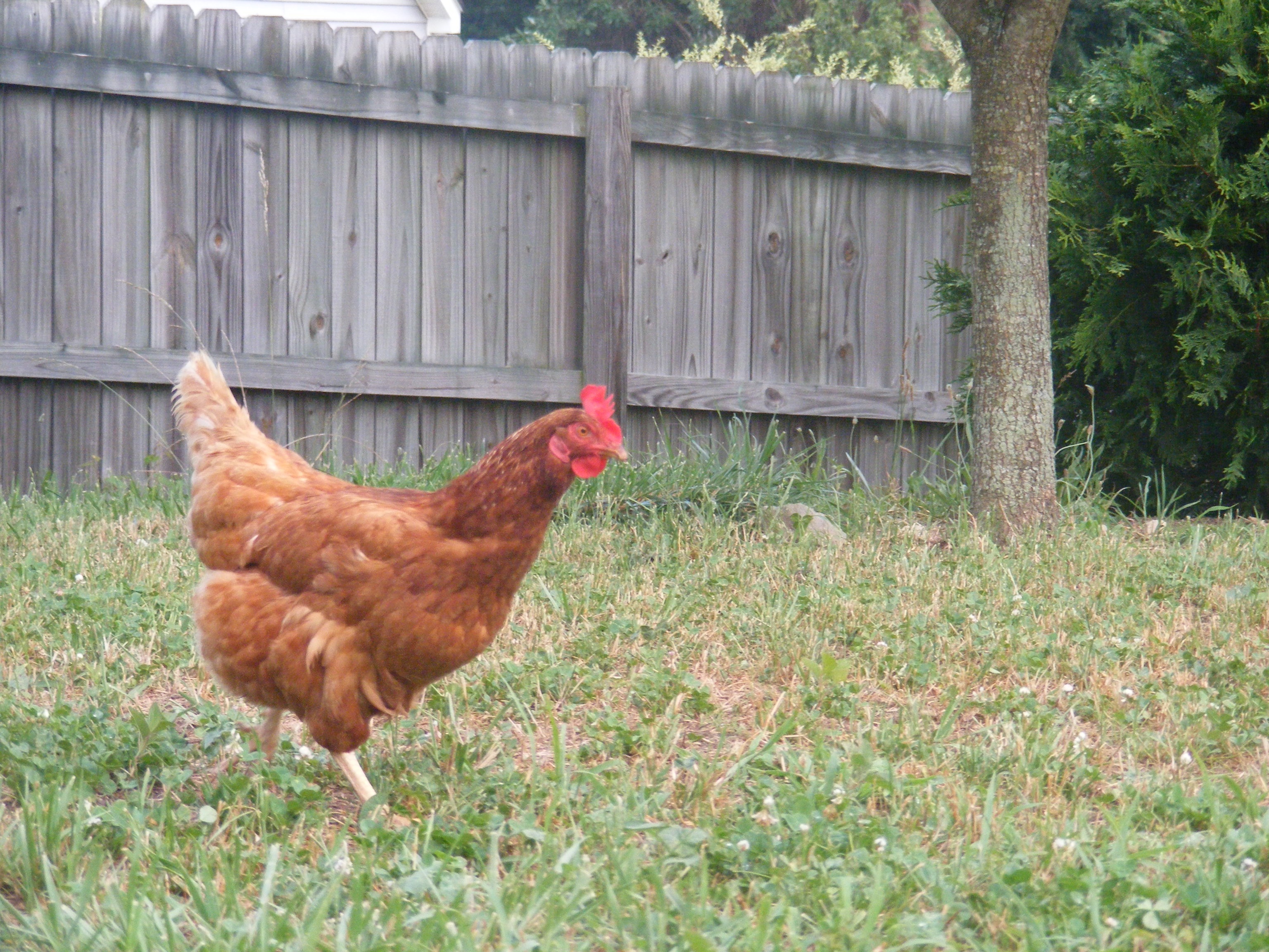 True Companion Pet Care  Backyard Chicken Sitter